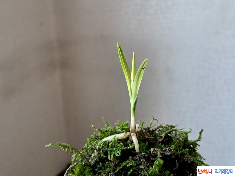 산채품 서산반