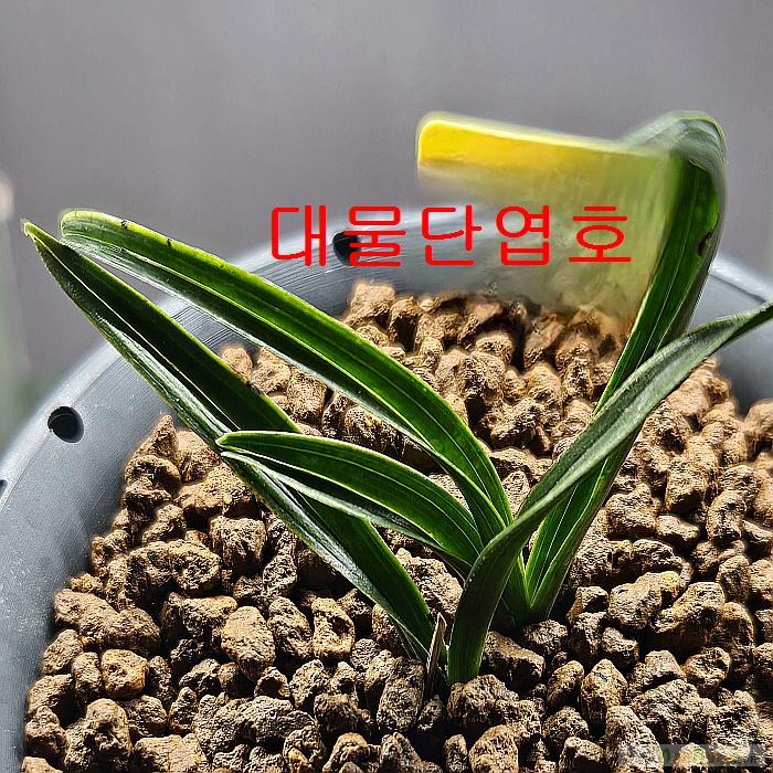 대물단엽호