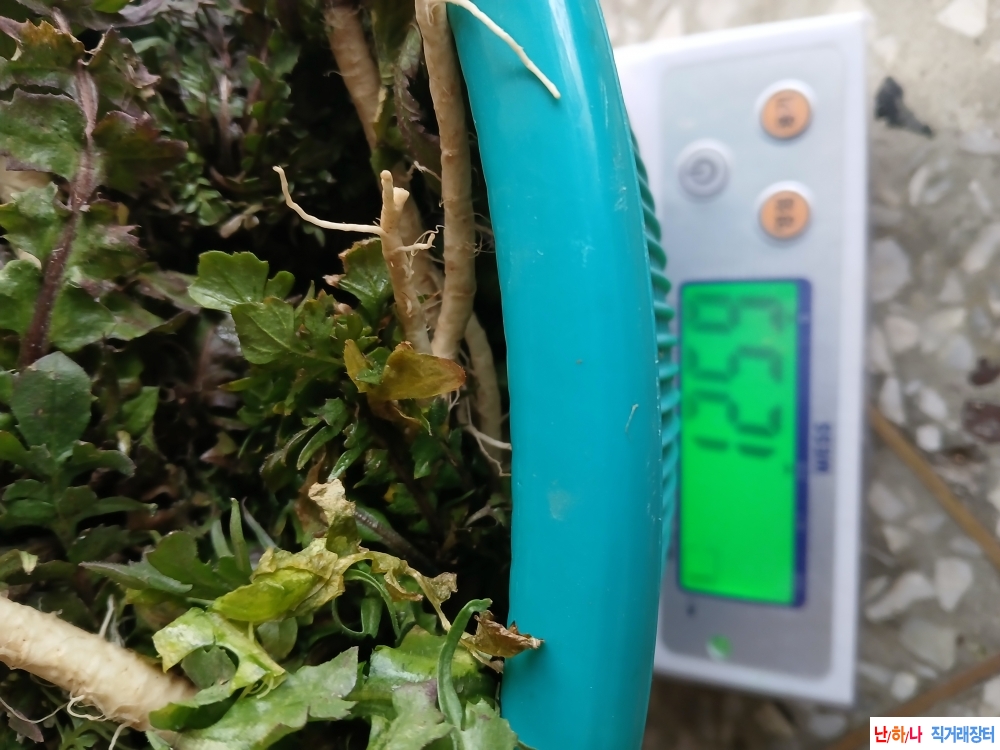 자연산냉이나물