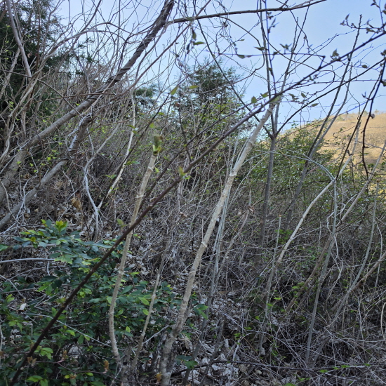 오늘 채취한 자연산 드?