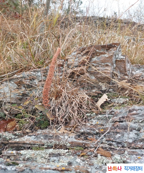 꽃핀 자연산 와송 병에담아 판?