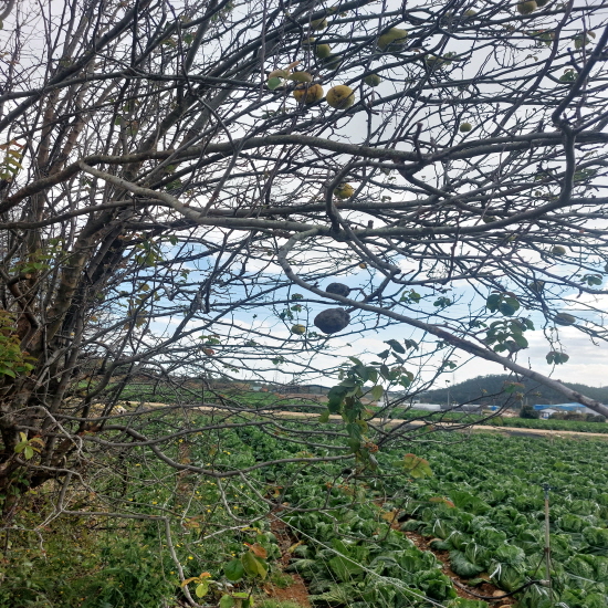 야생 모과 판매합니다