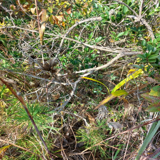 자연산 창출(삽주)건재?