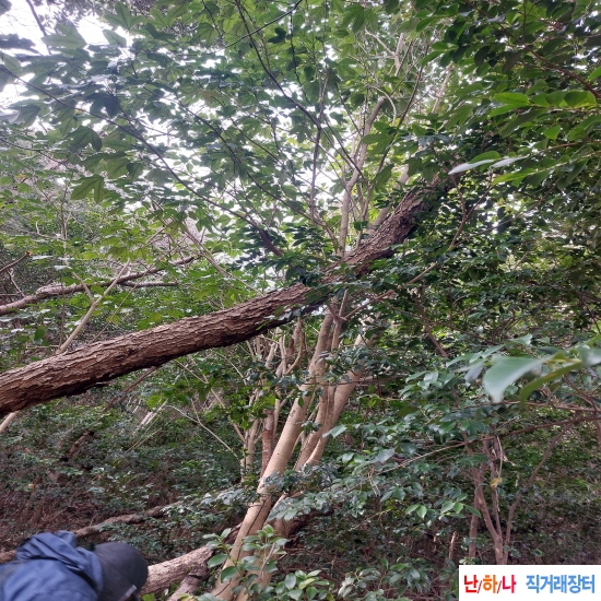 자연산 황칠나무 뿌리 ?