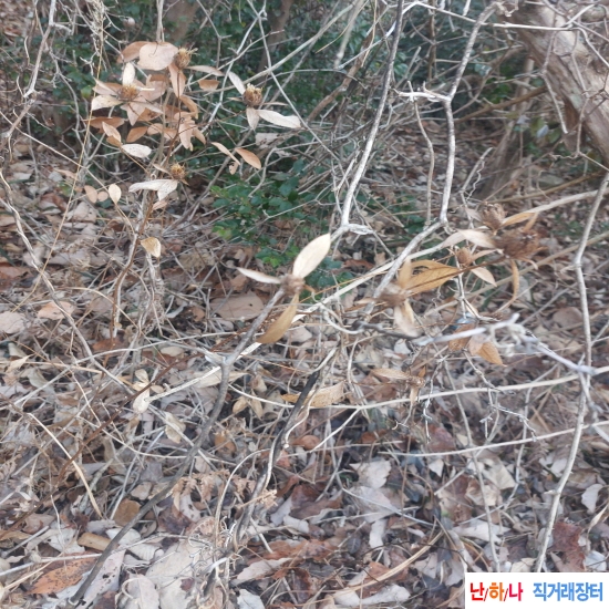 자연산 창출건재(삽주)?