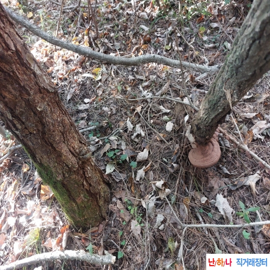 자연산 잔나비걸상버?