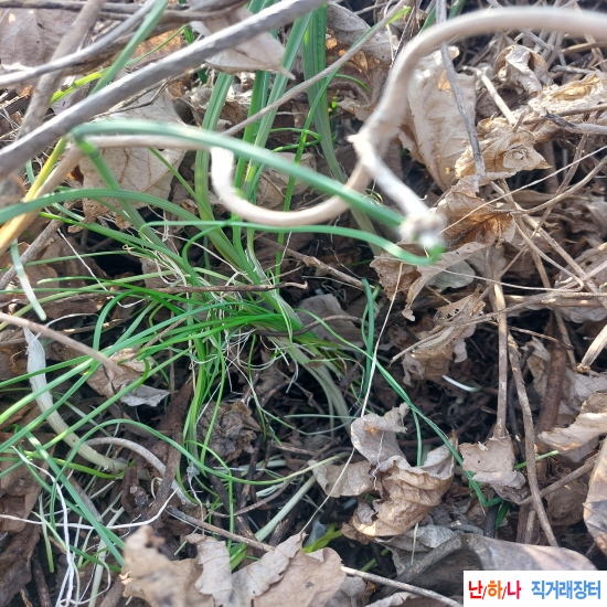 향이진한 자연산 산달?