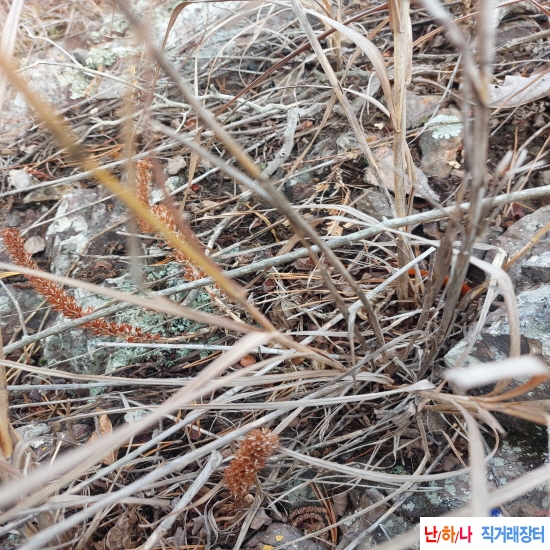 자연산 와송 병포함 판?