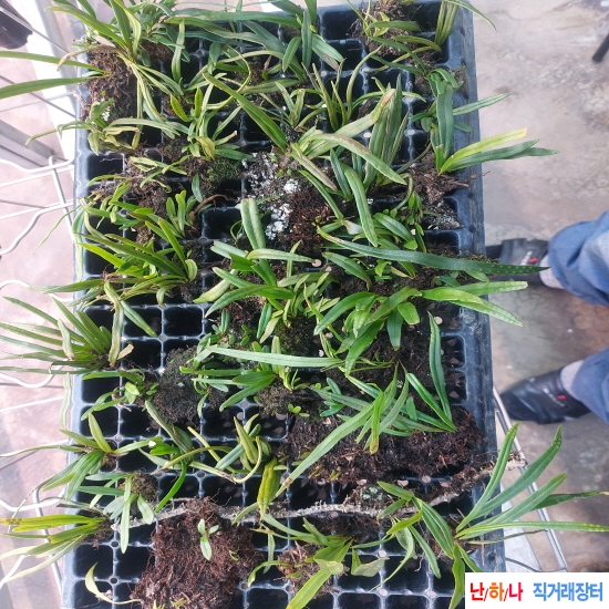 자연산 일엽초 연출용 ?