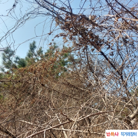 자연산 단풍마 깨끗하?