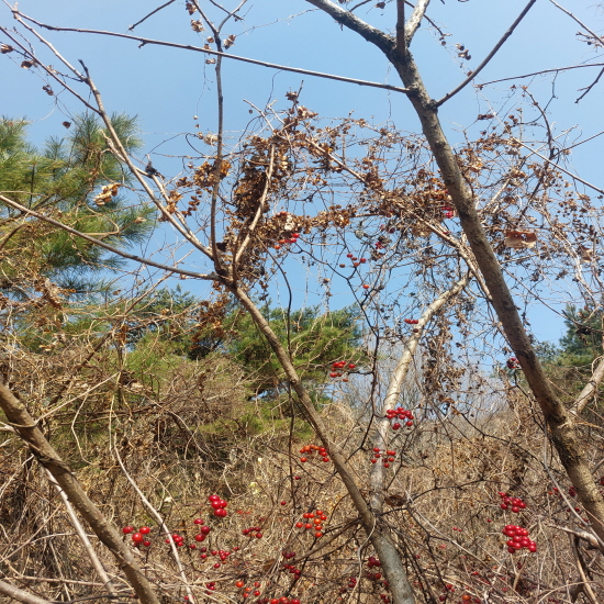자연산 단풍마(생재)판?