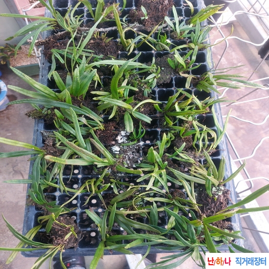 석부작 목부작 연출용 ?