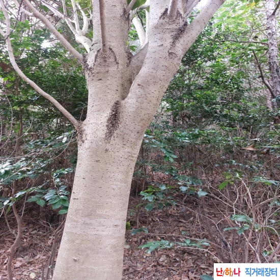 자연산 황칠나무 뿌리 ?