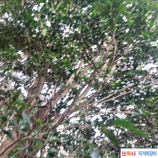 자연산 황칠나무 뿌리 ?