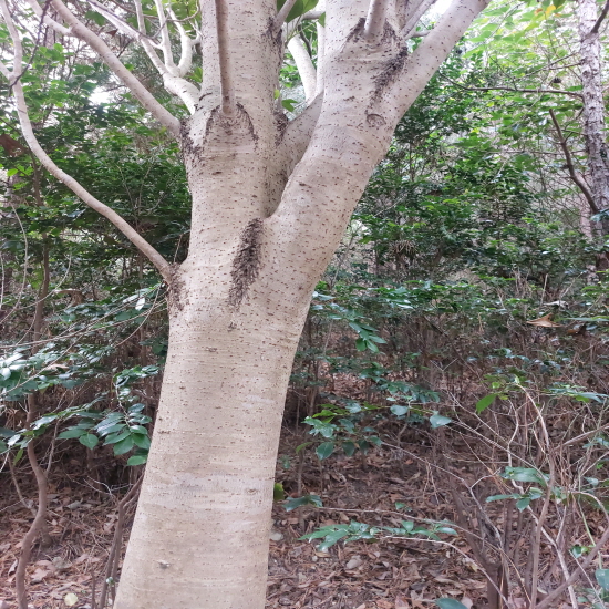 자연산 황칠나무뿌리(?