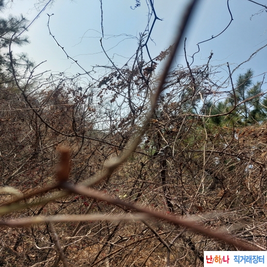 자연산 단풍마(생재)판?