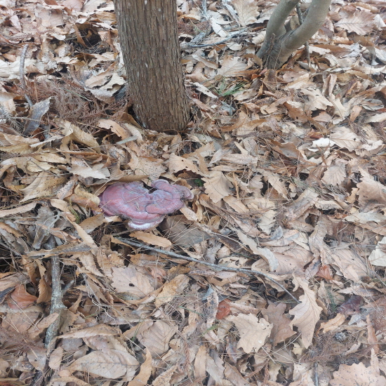 자연산 영지버섯(건재)?