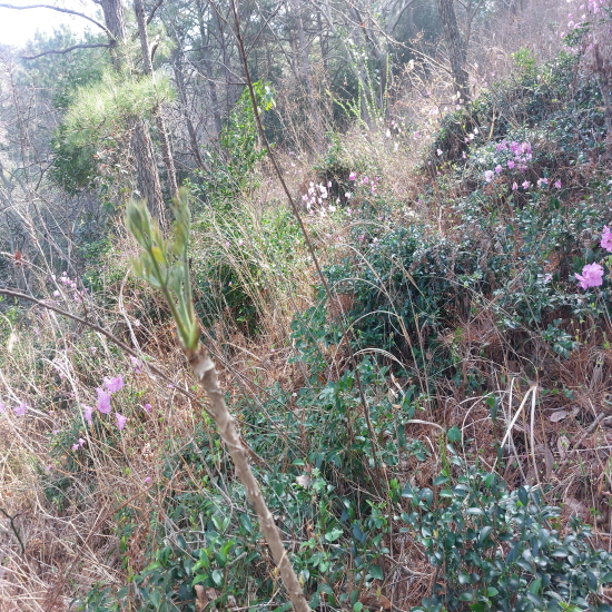 오늘 채취한 자연산 드?