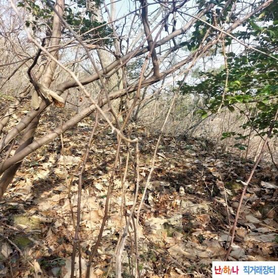 자연산 토복령건재(망?