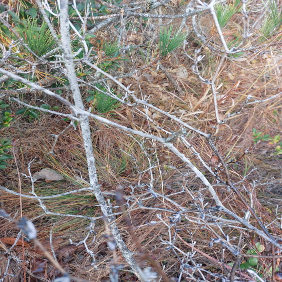 자연산 도라지 여러해?