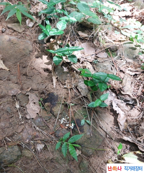 자연산 눈꽃동충하초?