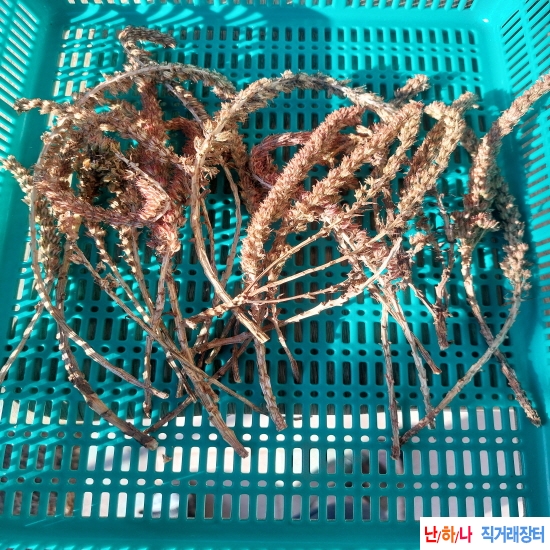 자연산 와송 담금병(병?