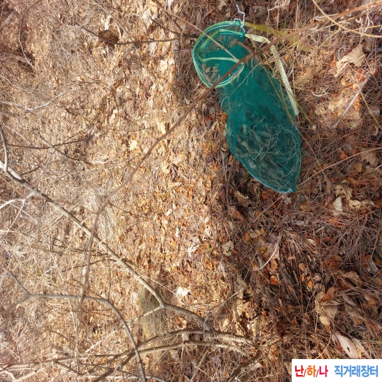 자연산 천문동 판매합?