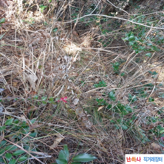 자연산 미니담금용 도?