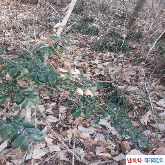 자연산 창출건재(삽주?