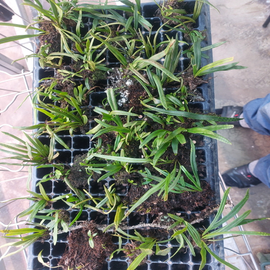 자연산 일엽초 목부작 ?