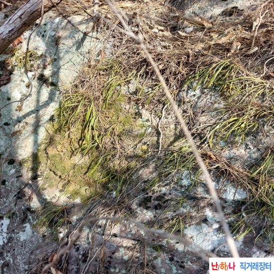 석부작 목부작 연출용 ?