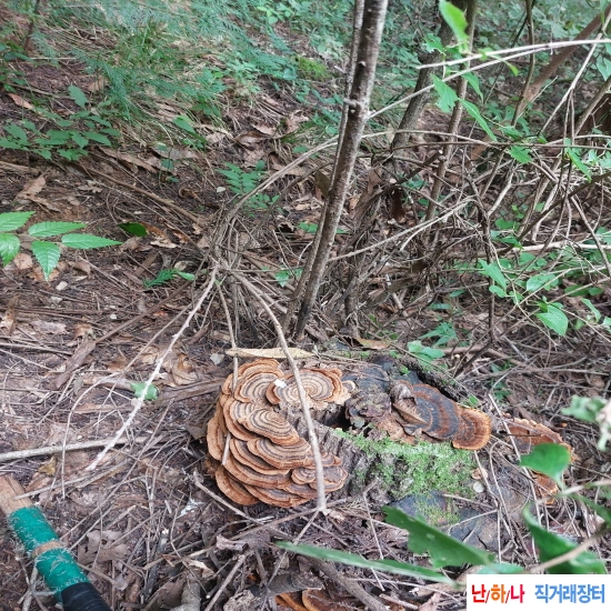 자연산 운지상황버섯(건재) 판?