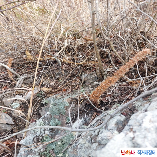 자연산 와송 담금병(병?