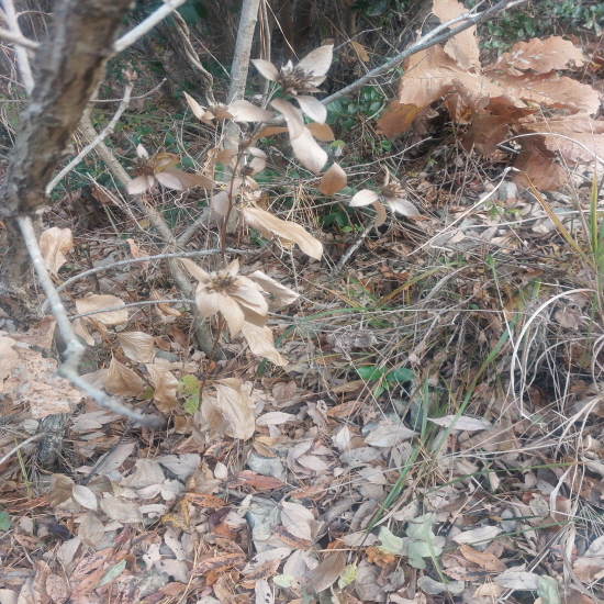 자연산 창출(삽주)건재?