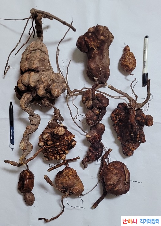 자연산 적하수오 판매