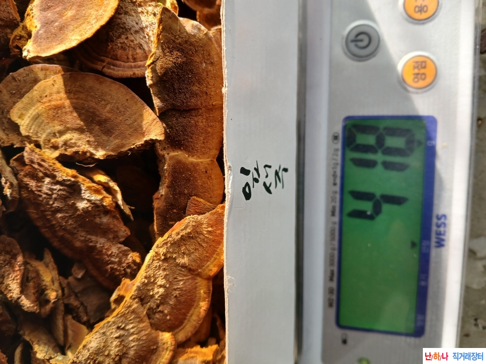 마른진흙버섯(황금상?