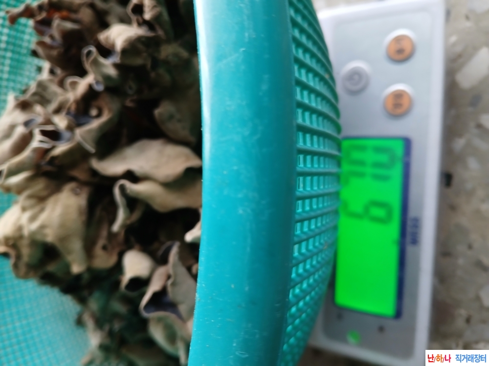 자연산목이버섯