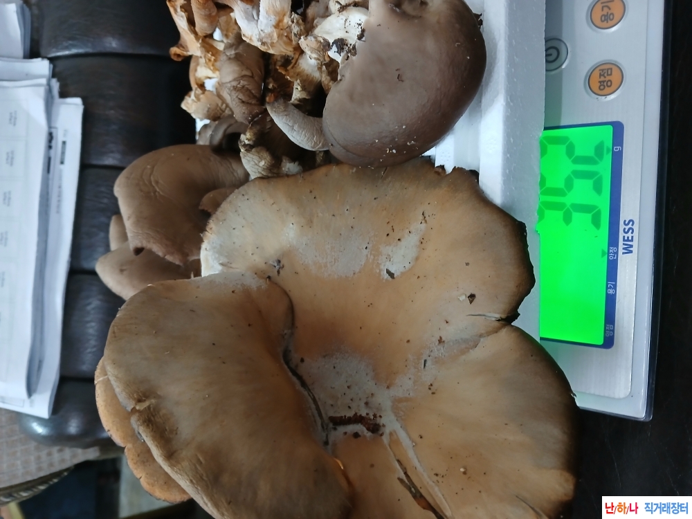 자연산느타리버섯판매