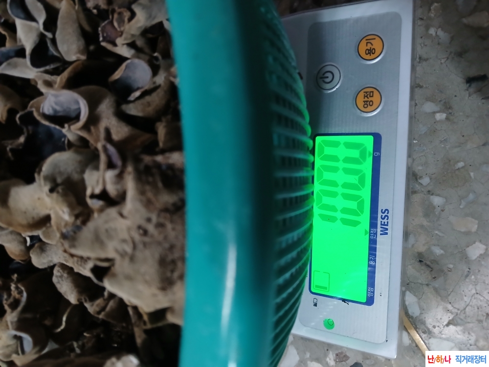 자연산목이버섯