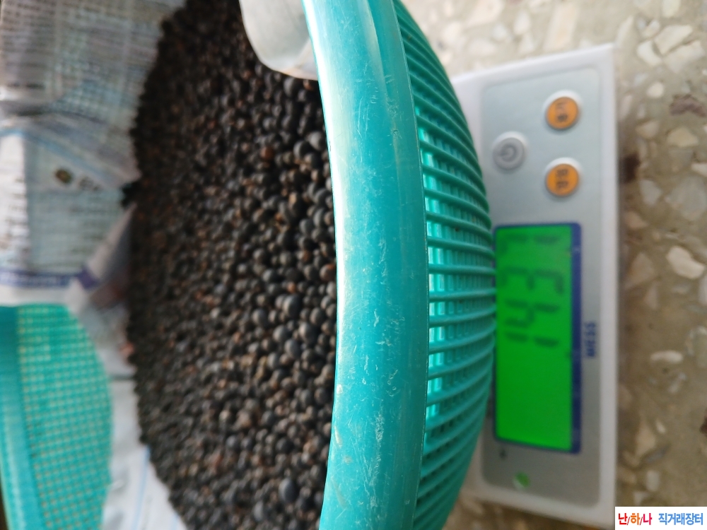 쥐똥목(남정목)열매(남?