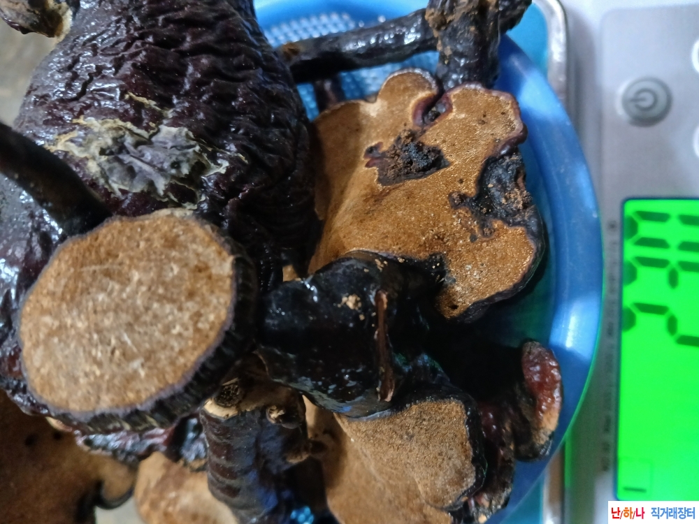 자연산영지버섯