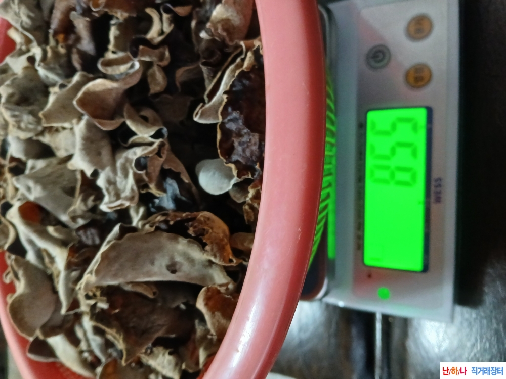 자연산목이버섯