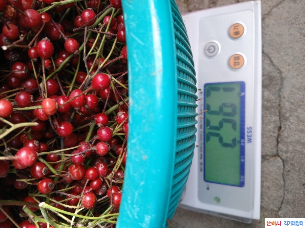 찔레목열매(영실)