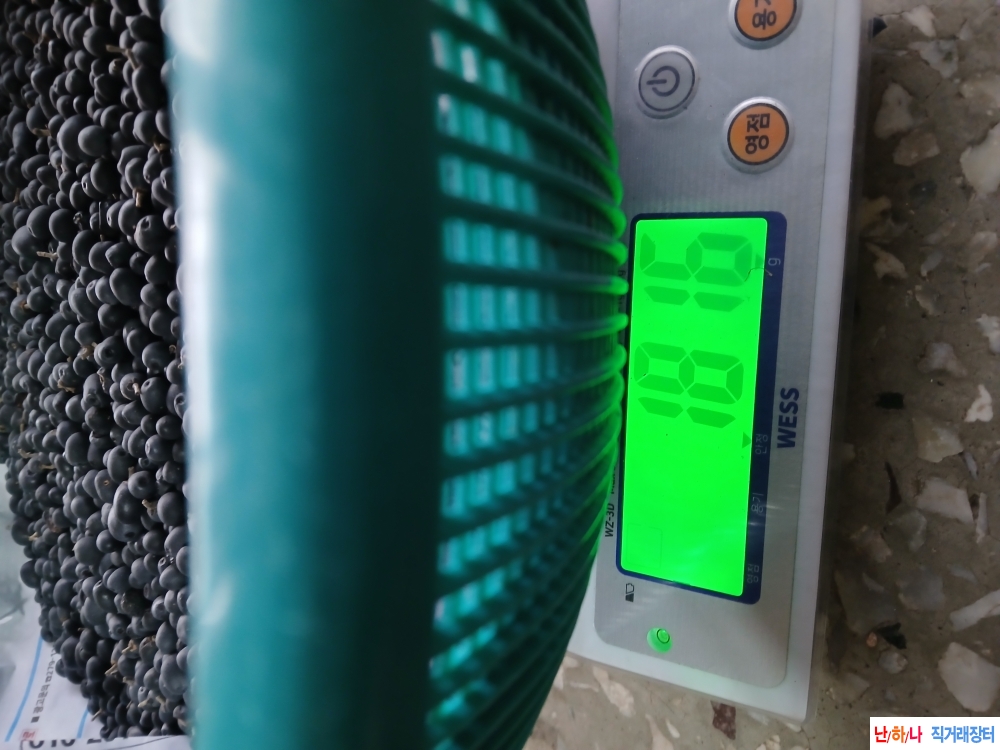 쥐똥목(남정목)열매(남?