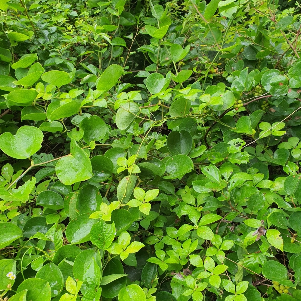 자연산 산더덕