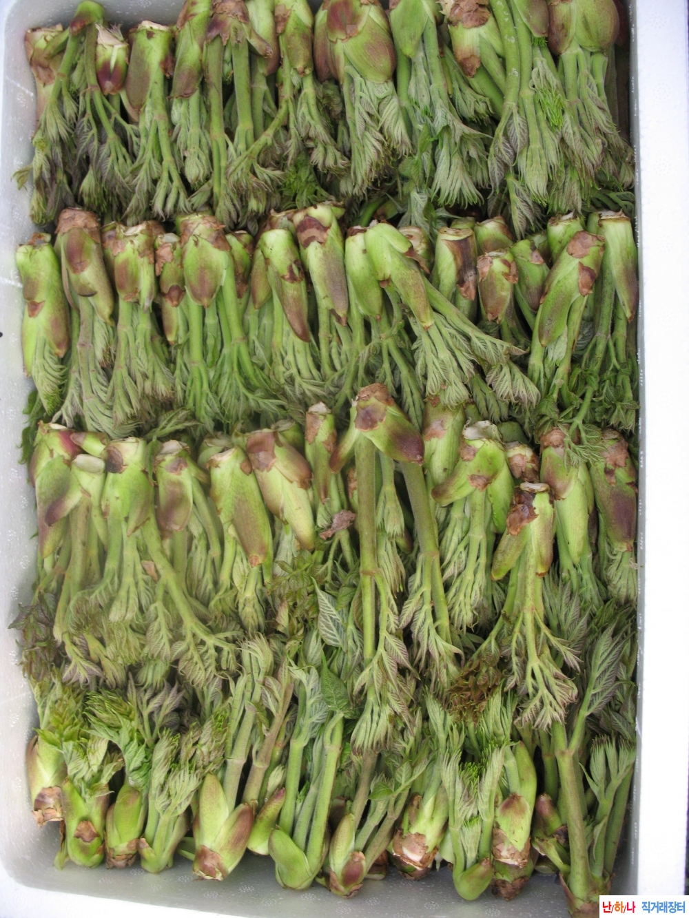 산두룹(최상품)