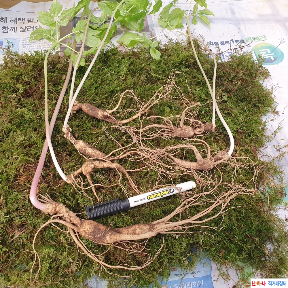 대물 야생 산삼 6채