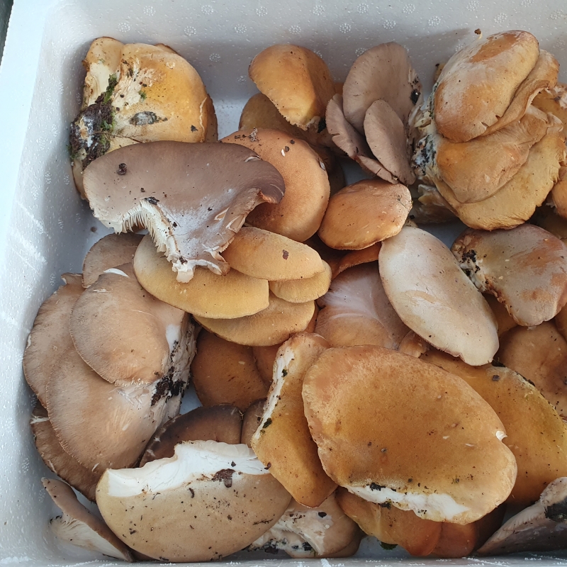 자연산,,느타리버섯,,?