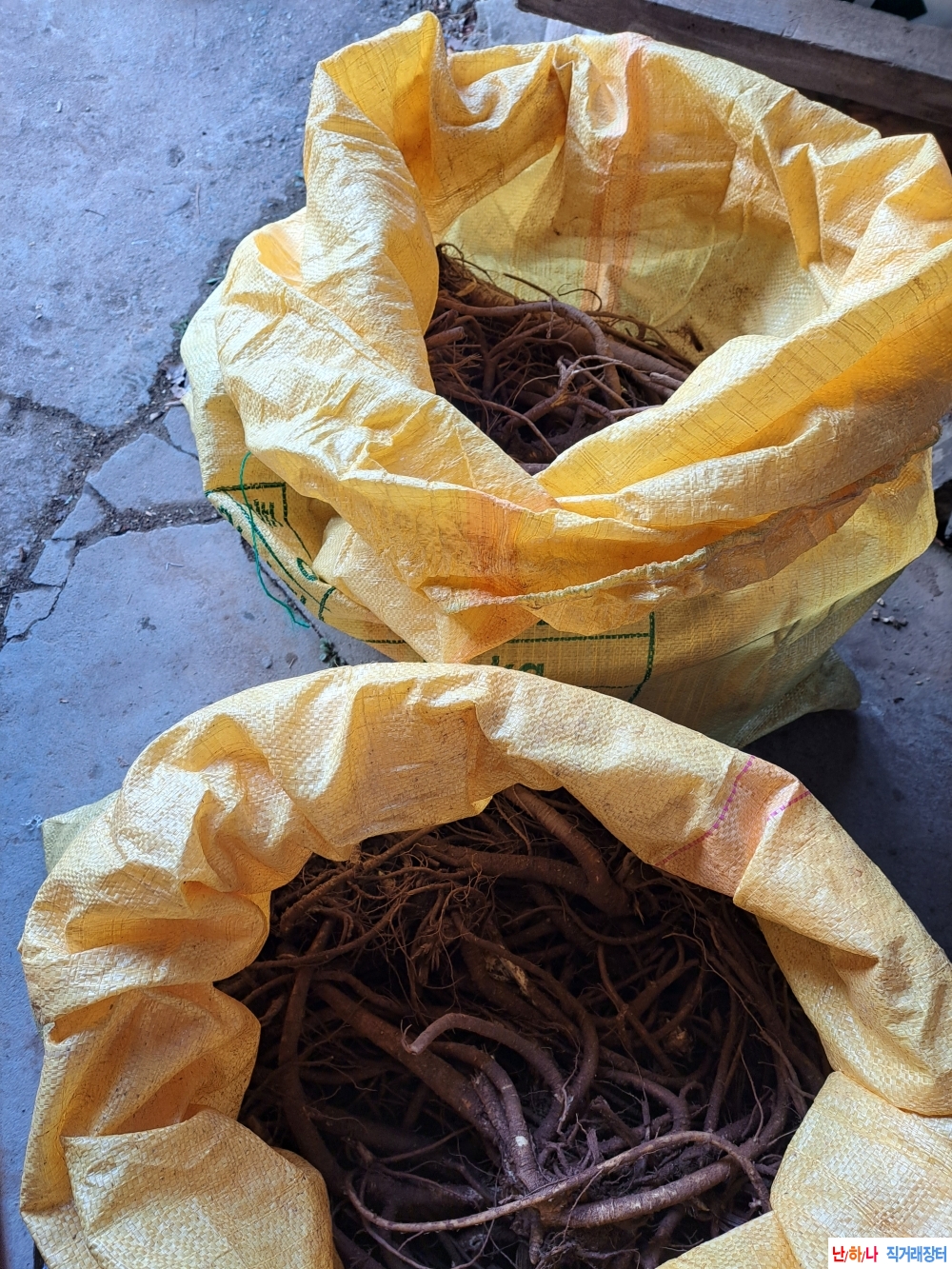 자연산 독활(땅두릅)