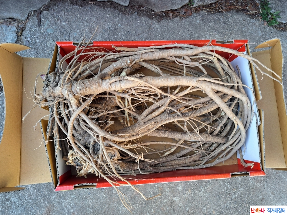 자연산 독활 (땅두릅)